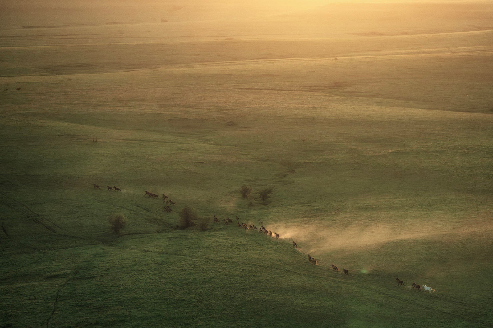 Wild Horses on the Prairie