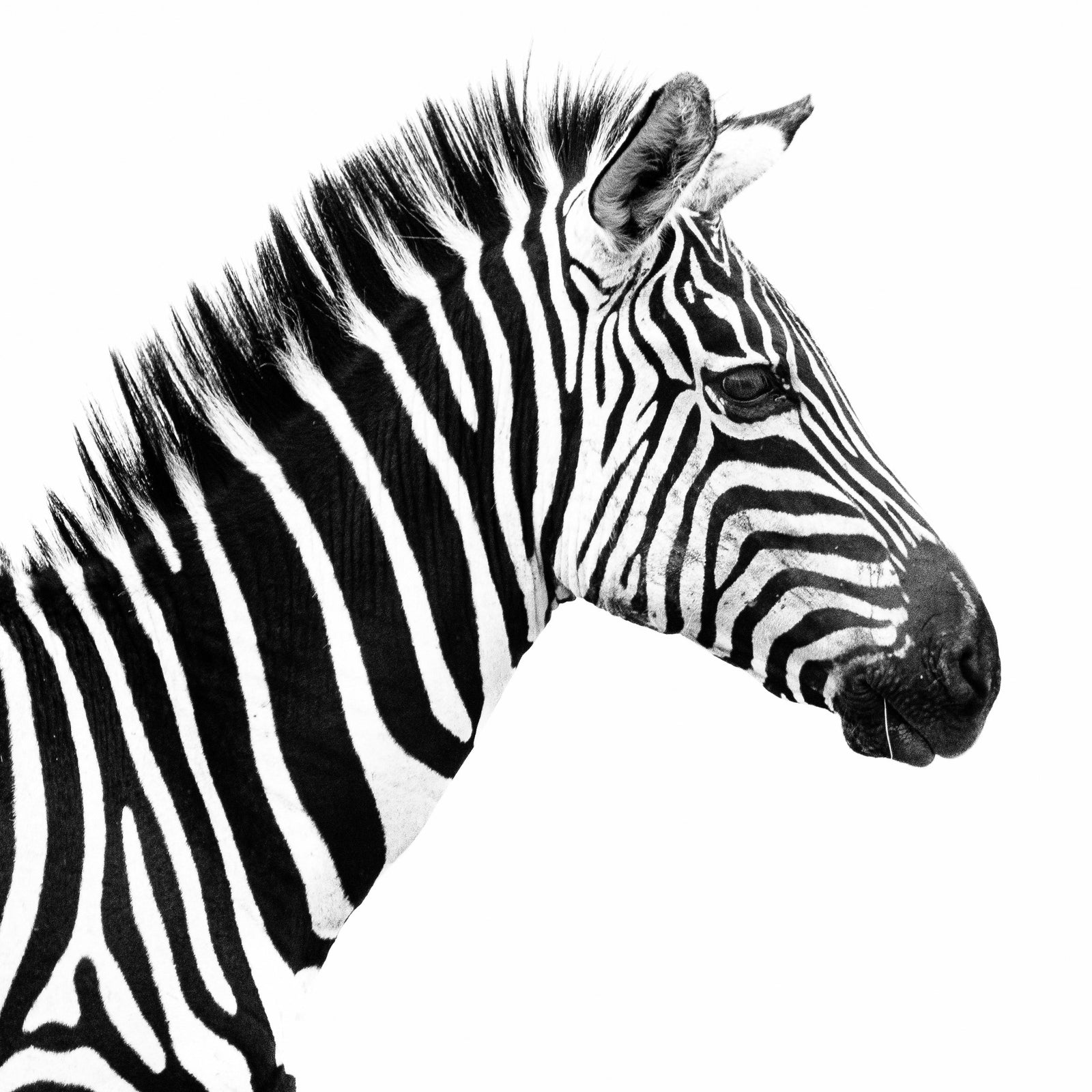 Stripe Formations, No. 039