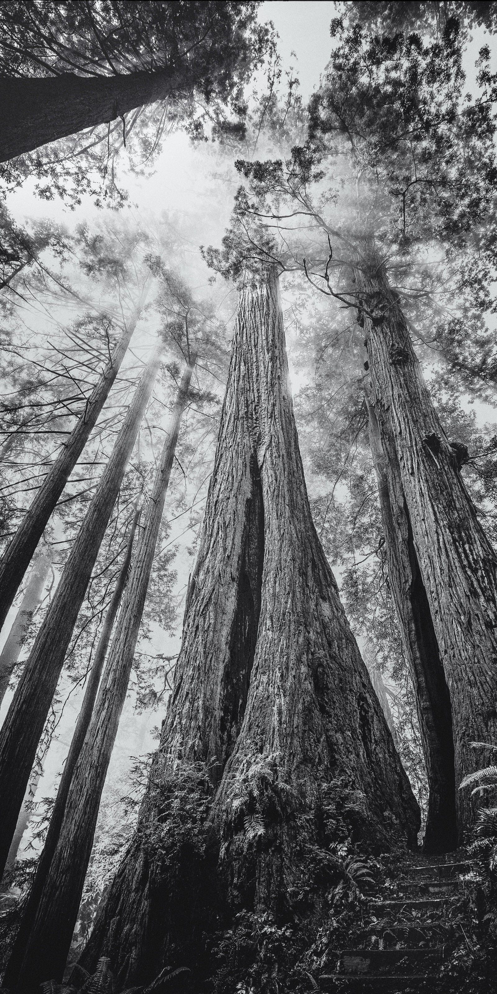 Among the Giants 01