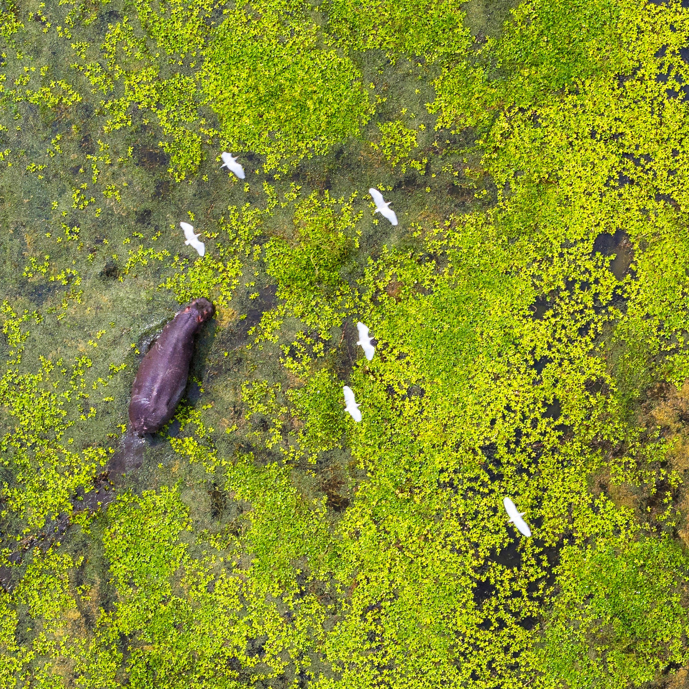 Hippo from Above in context