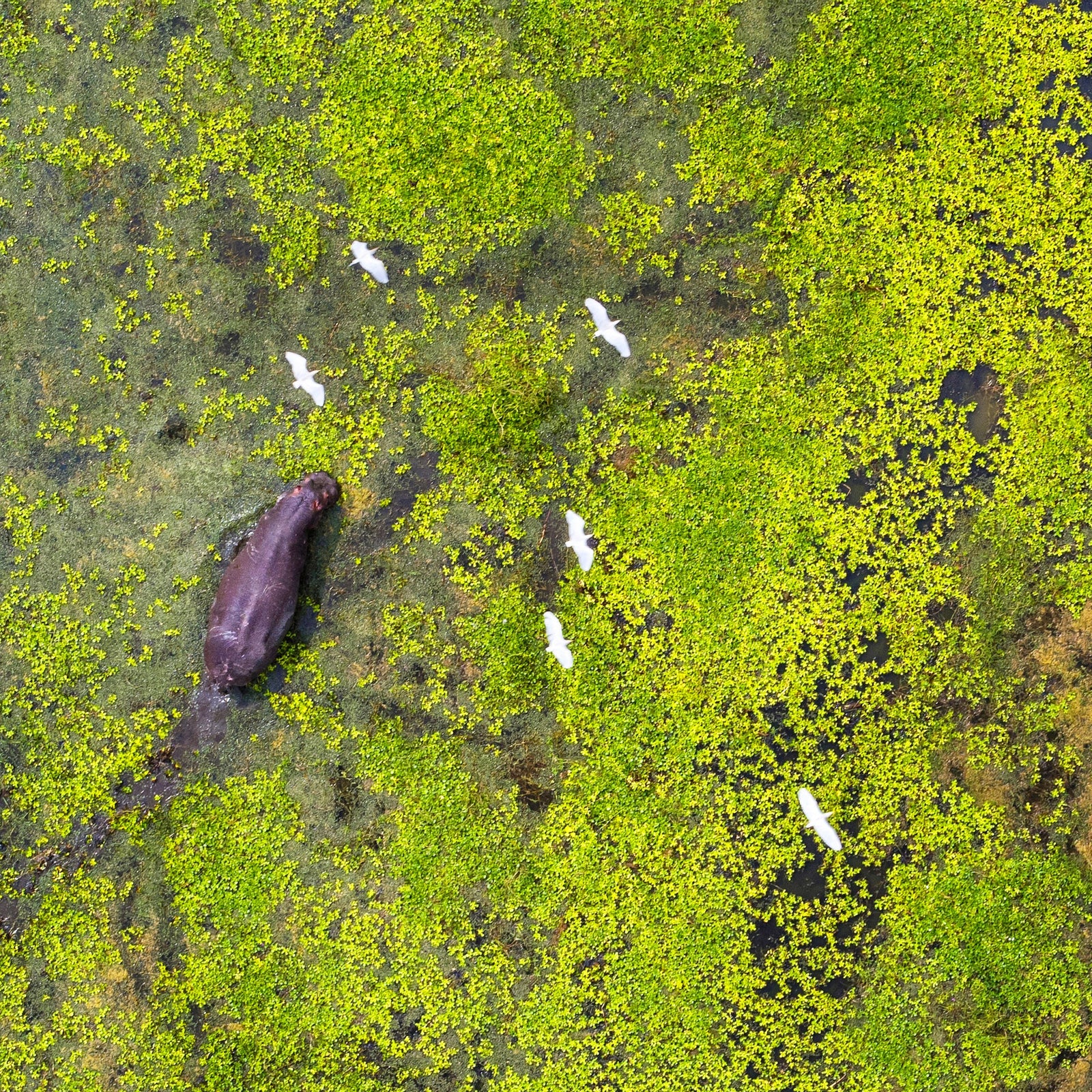 Hippo from Above