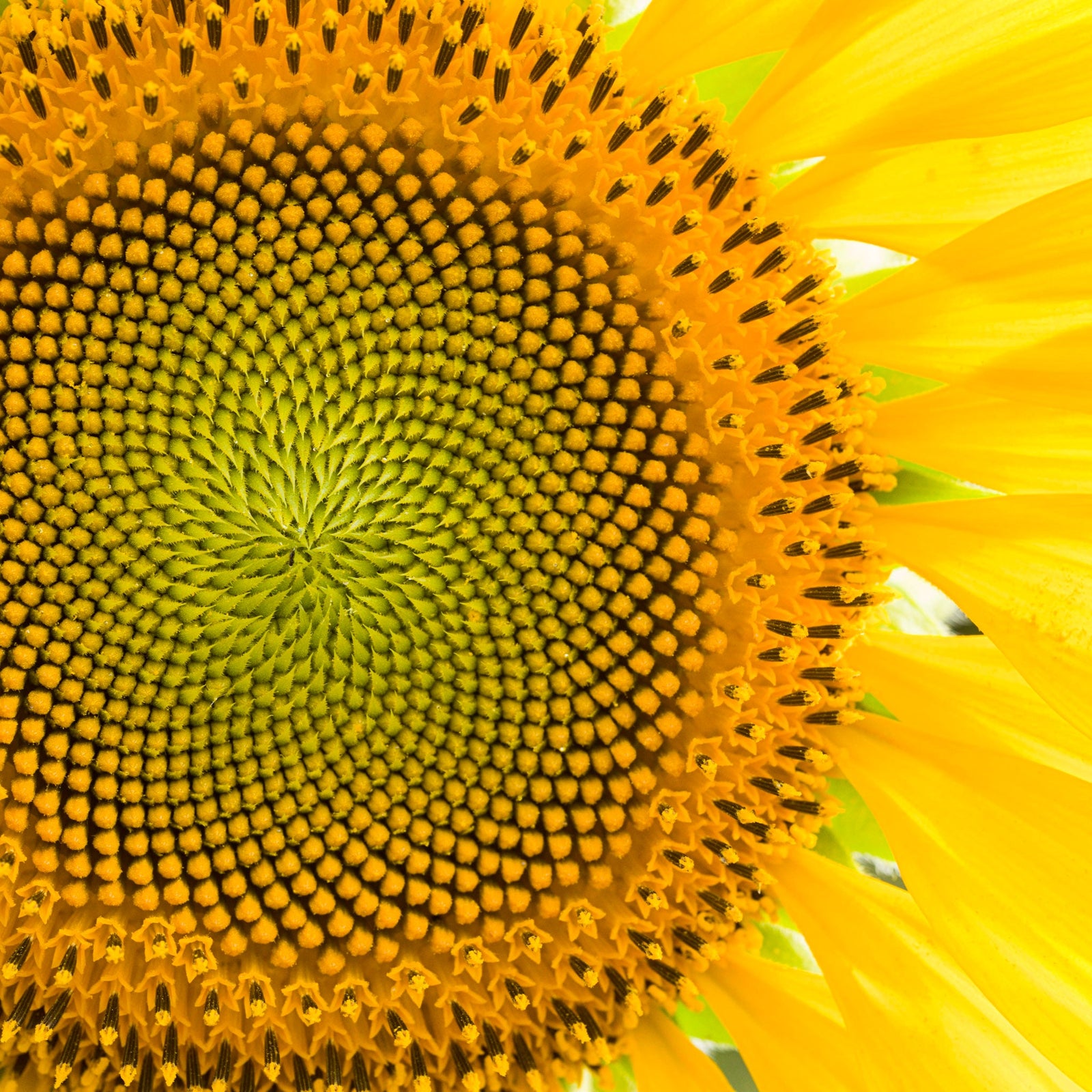 Sunflower Head, Spiral Pattern, No. 029