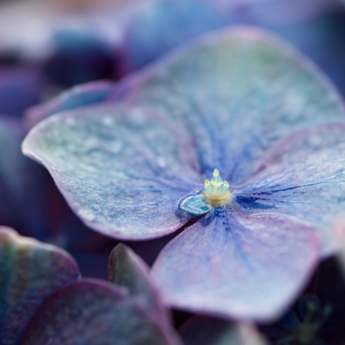 A Walk in the Garden, No. 040