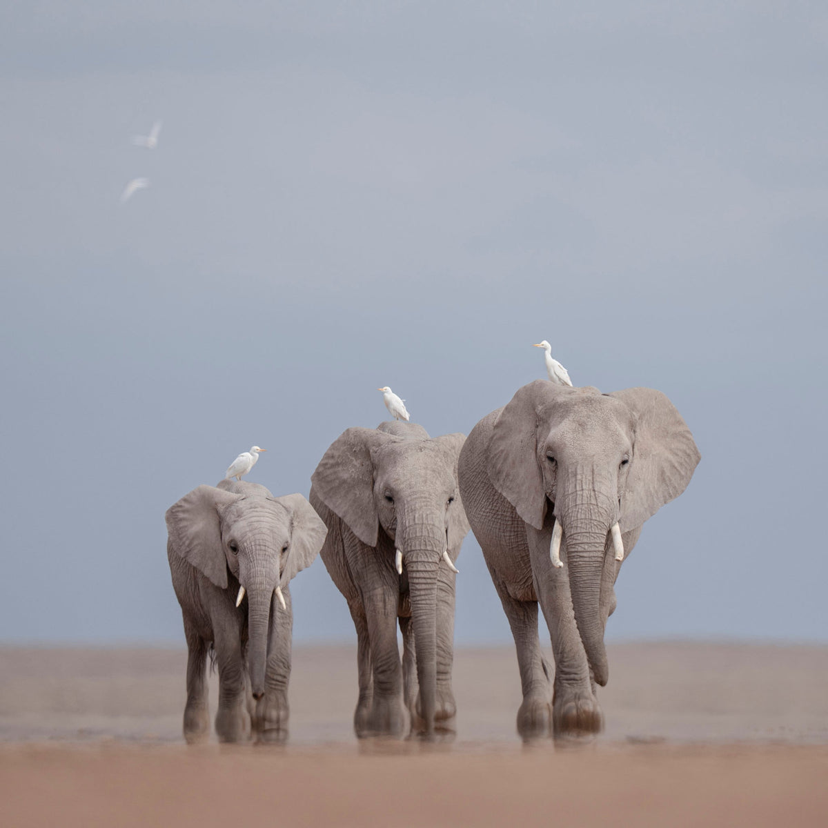 Amboseli NP, Kenya