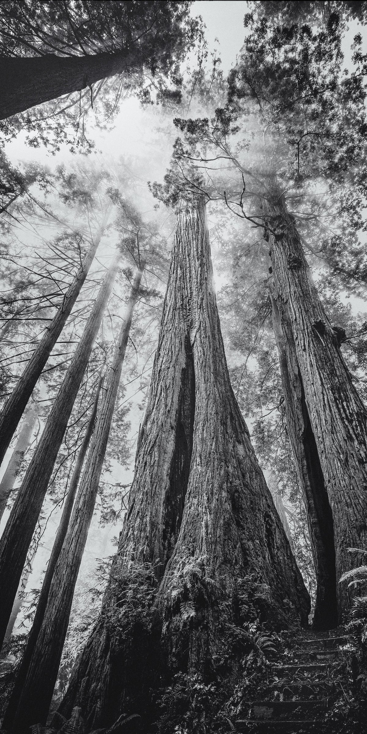 Among the Giants 01