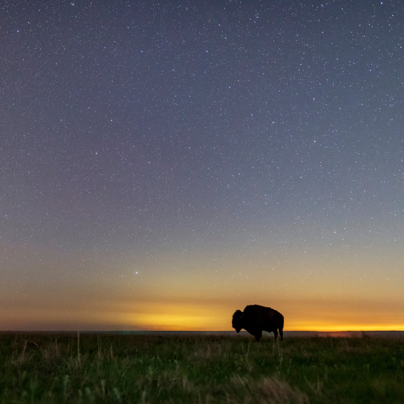 Bison on Tallgrass Prairie at Night