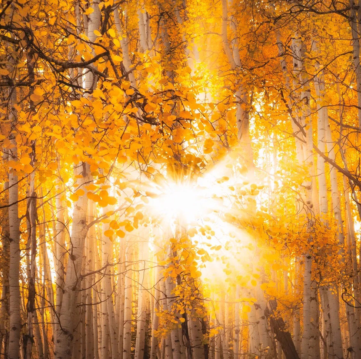 Crested Butte, CO, USA, No. 022