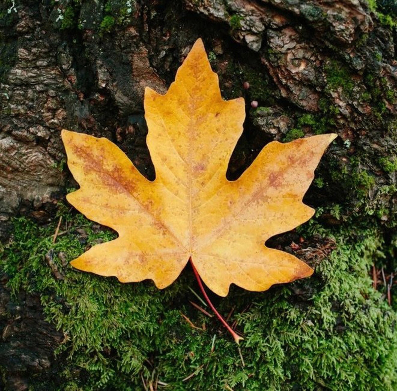 L’Automne Chante, No. 034