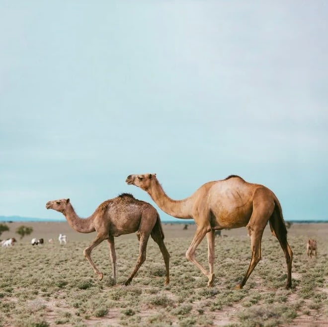 Turkana Caravan
