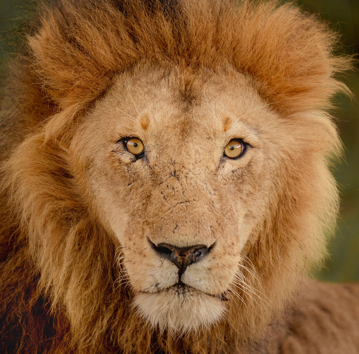 Naboisho, Kenya