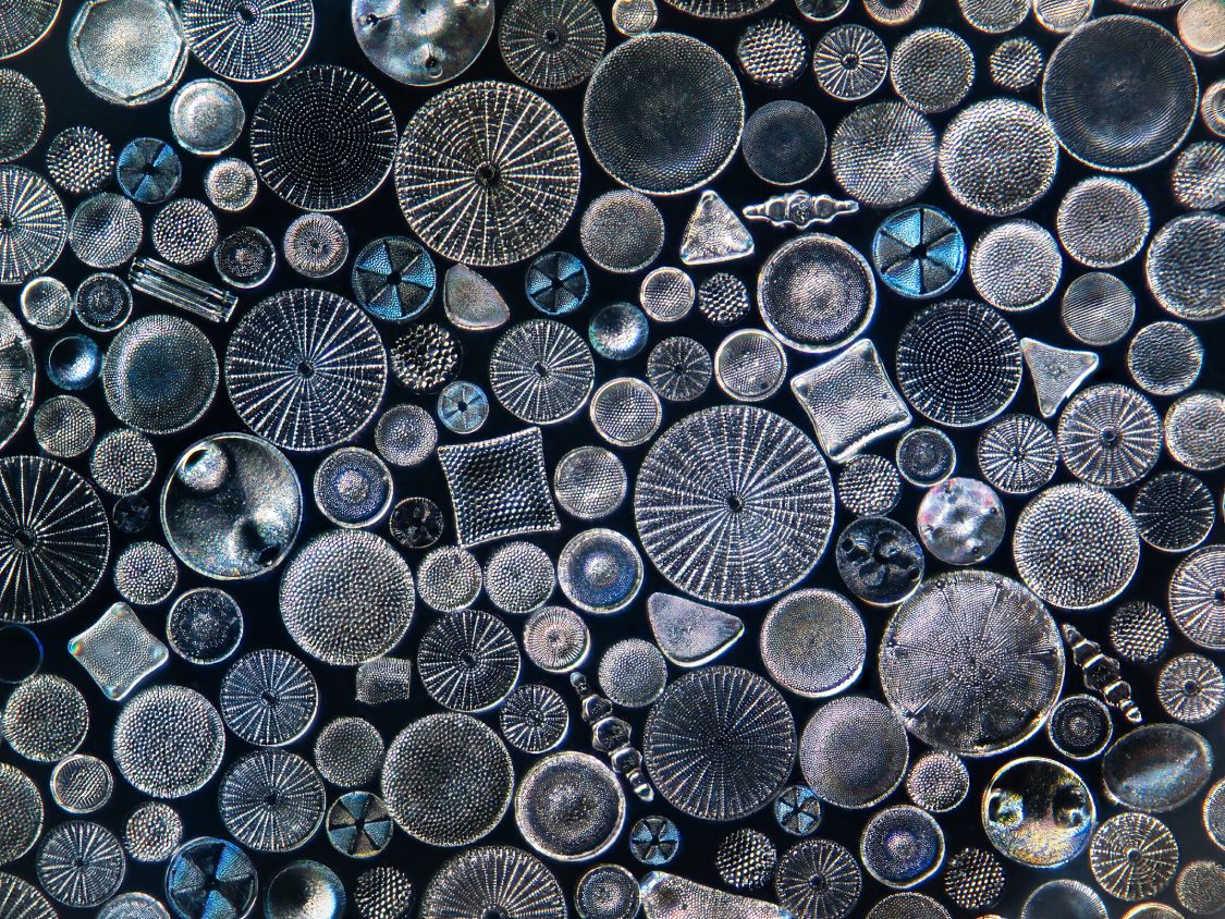 Diatoms, Japan in context