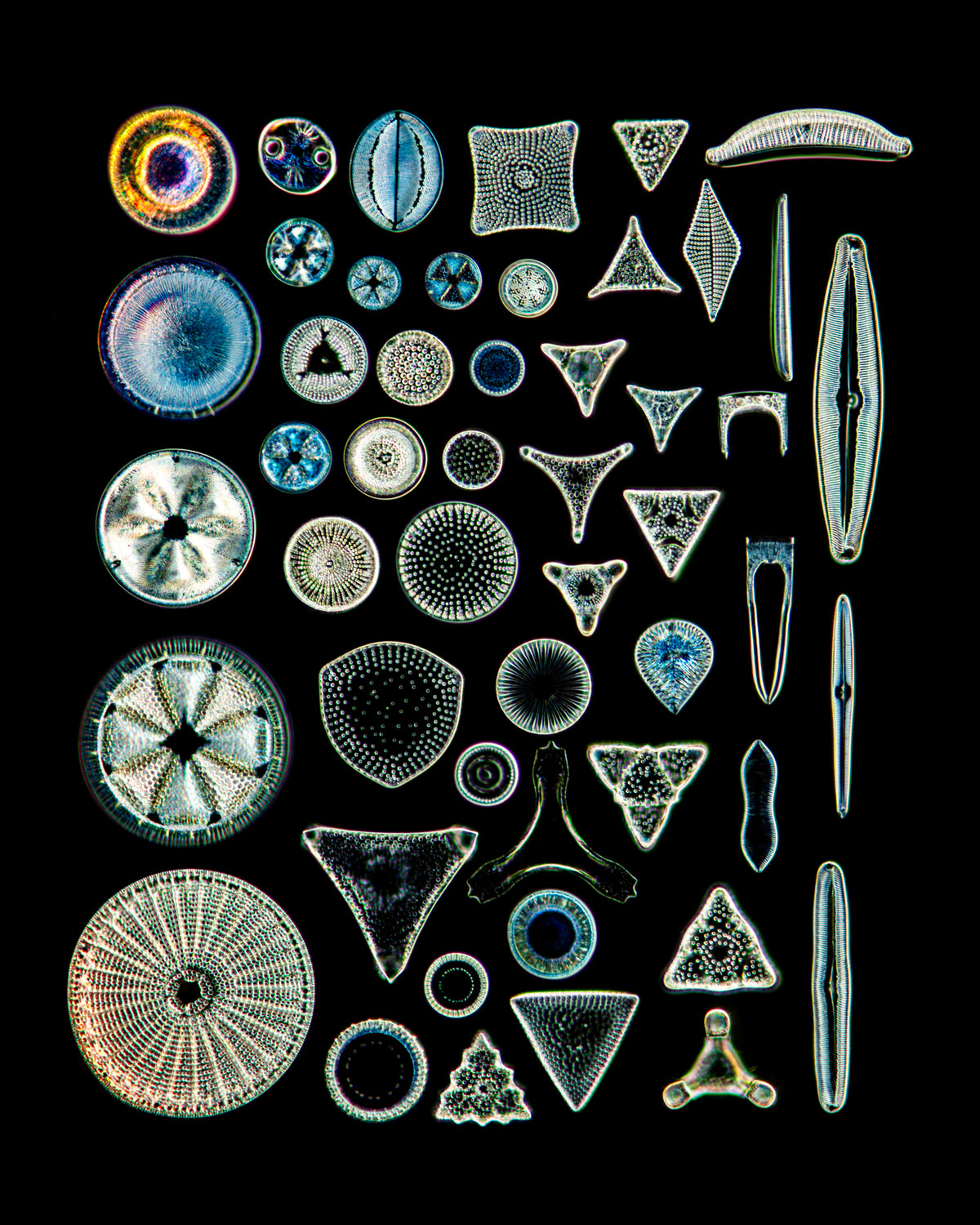 Diatoms, Japan
