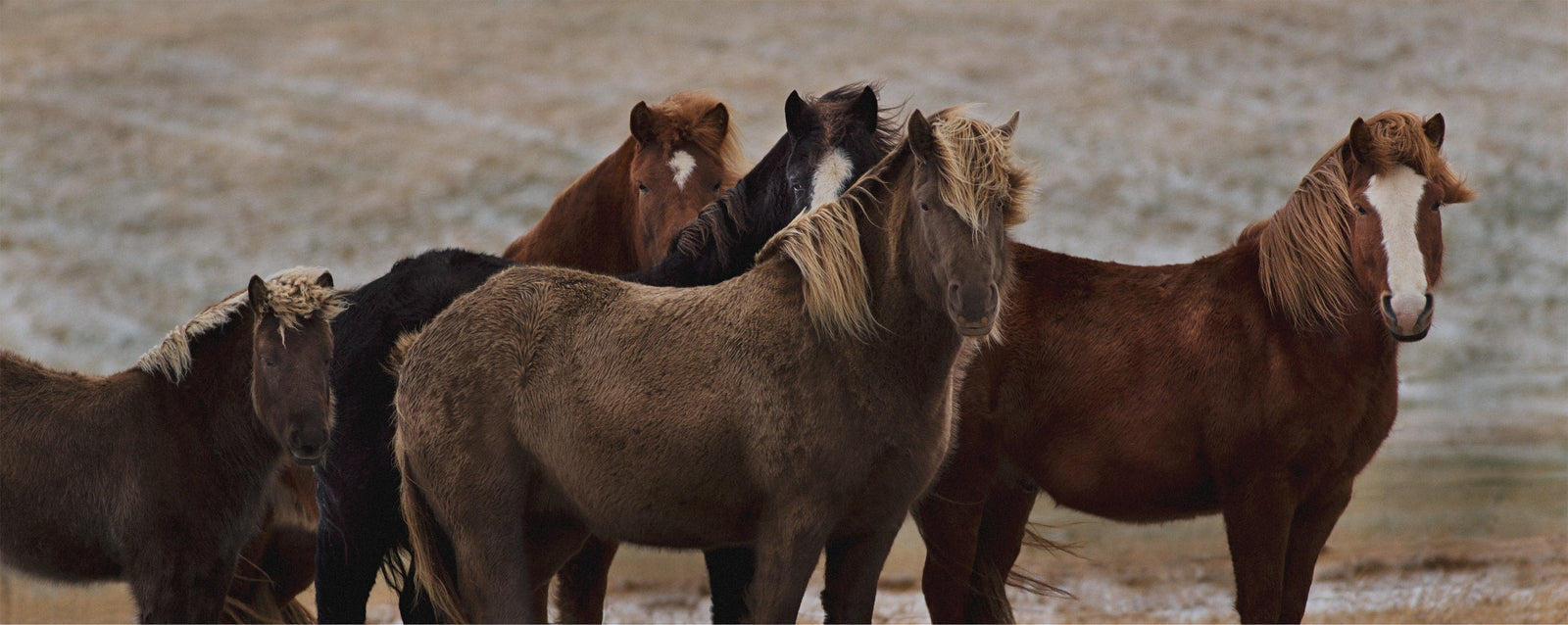 Icelandic Horses