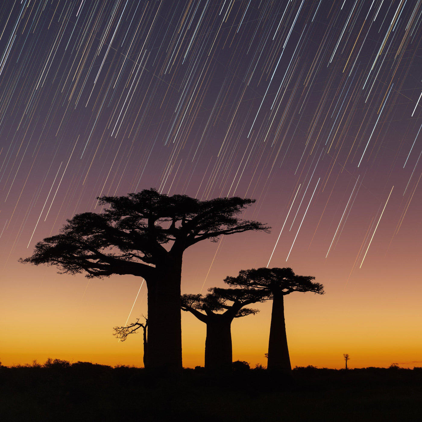 Startrails Above Baobabs in context