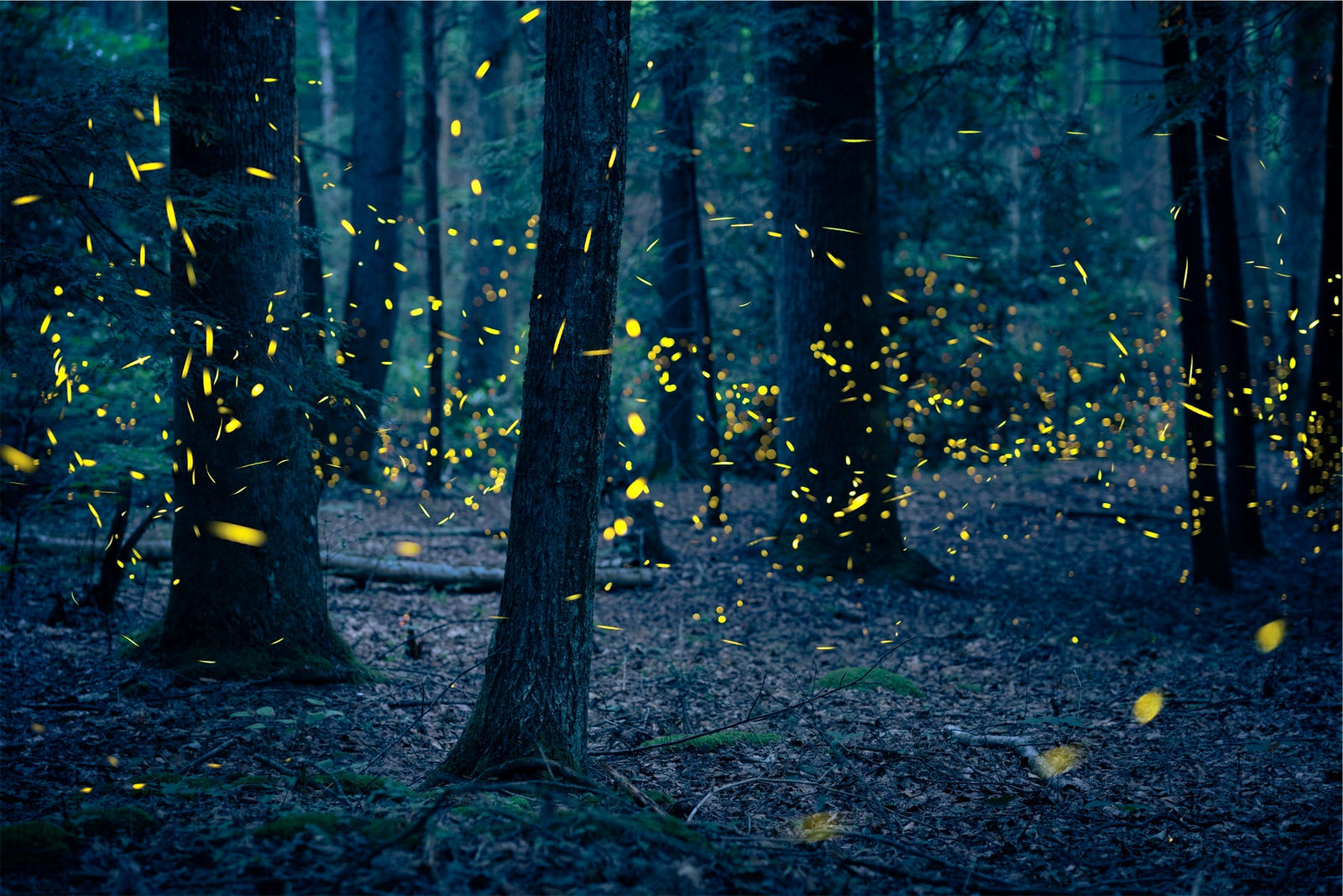 Emergence