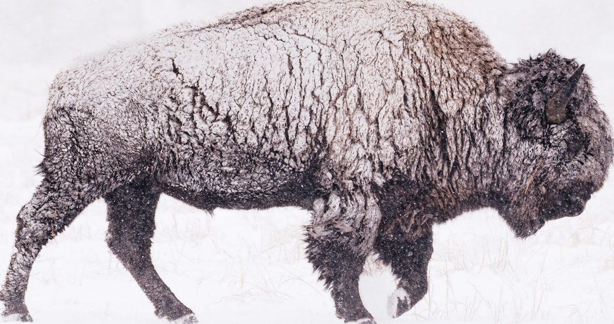 Snowy Bison