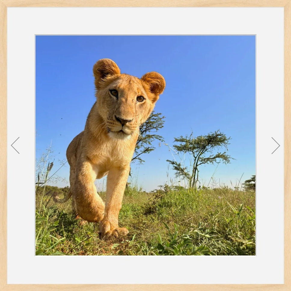The Curious Cub in context