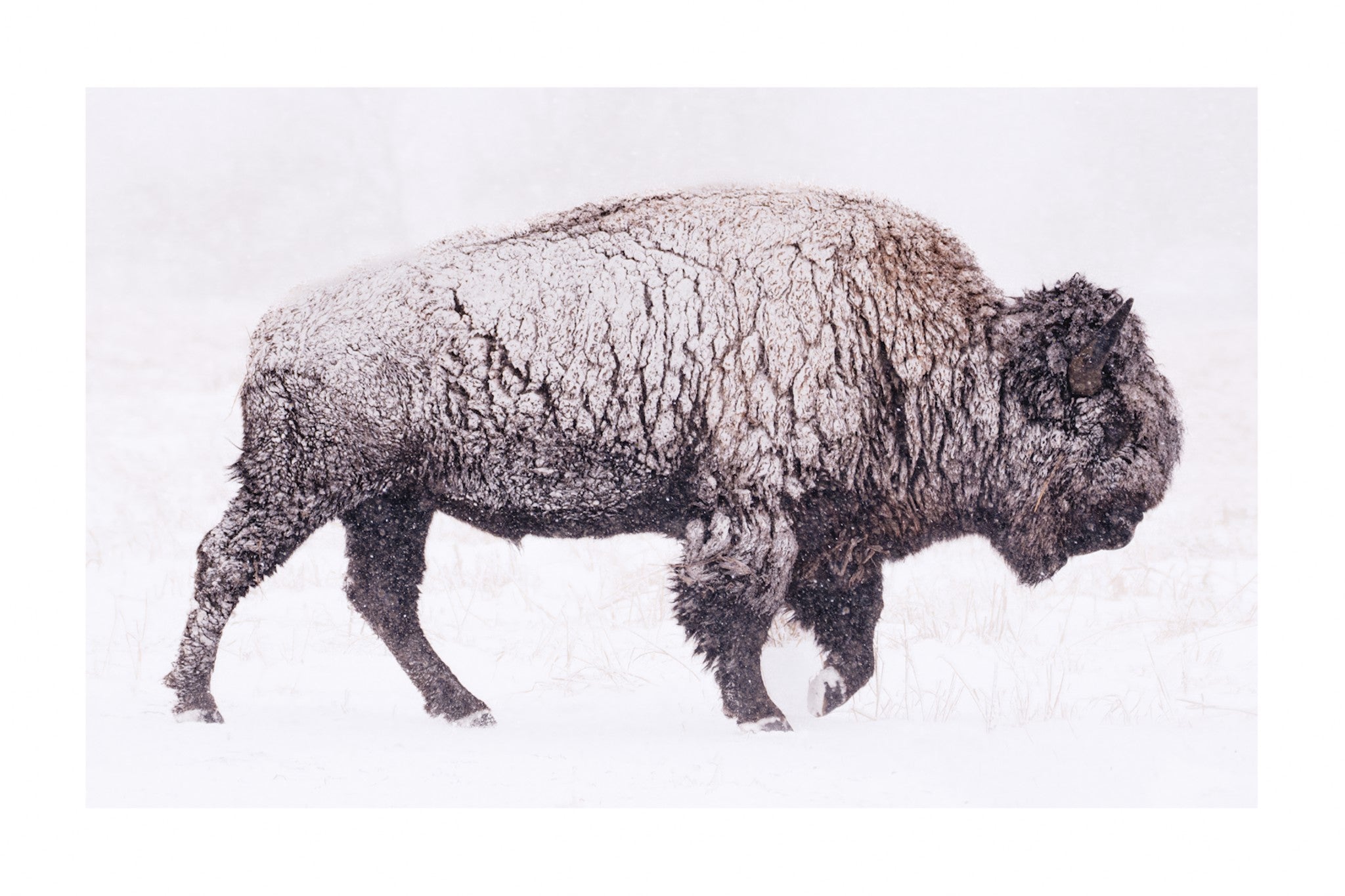 Snowy Bison